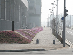 写真：研究学園駅（葛城駅）シバザクラ植栽工事